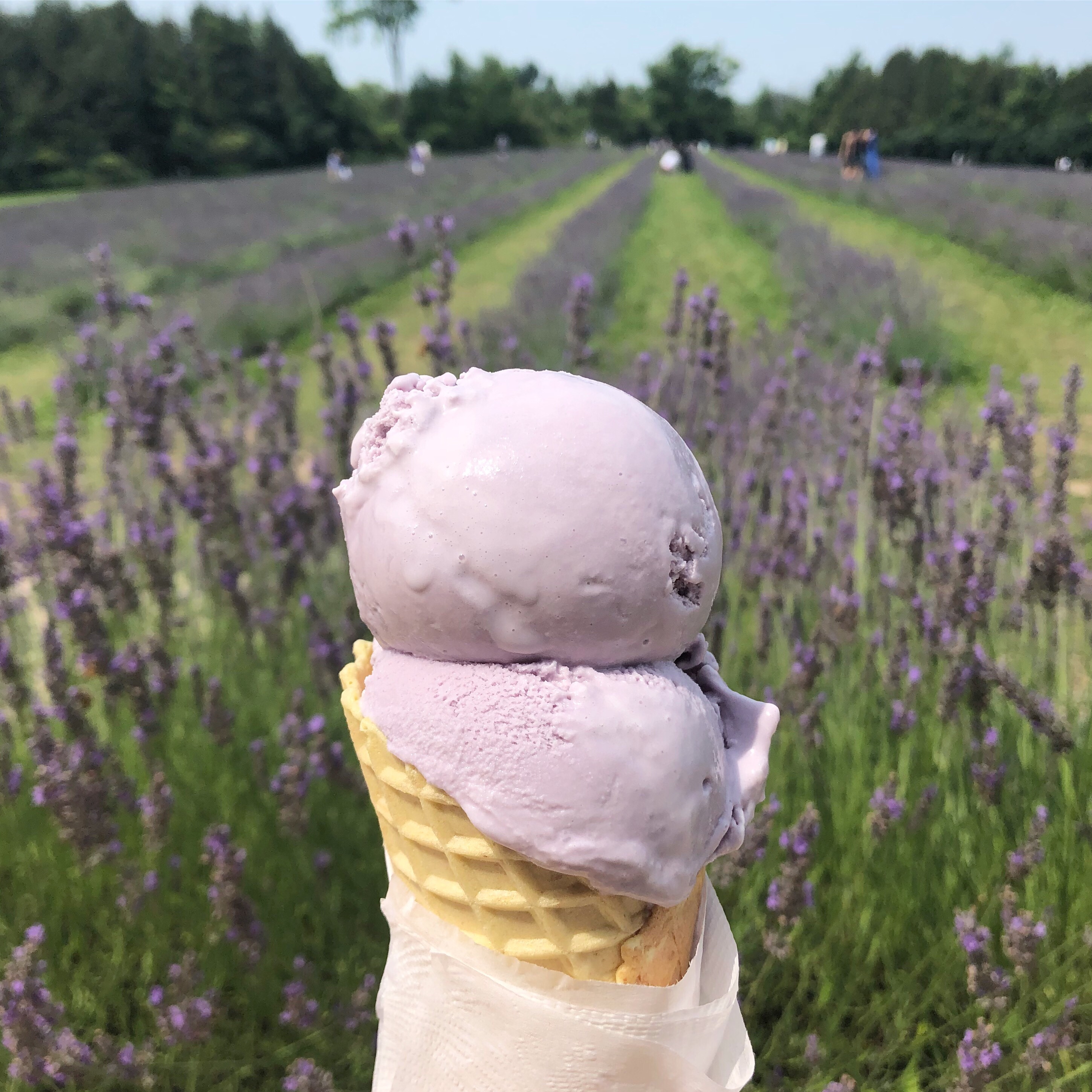 Terre Bleu Lavender Ice Cream